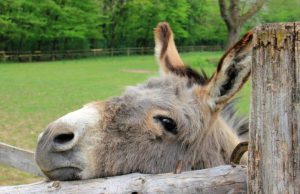 Ezel Sociëteit zeer gezellig Ezel Sociëteit zeer gezellig