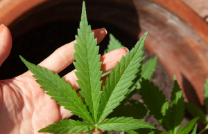 Woningsluiting na vondst Hennepkwekerij Woningsluiting na vondst Hennepkwekerij