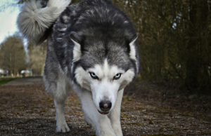 In januari is de wolf tweemaal gezien In januari is de wolf tweemaal gezien