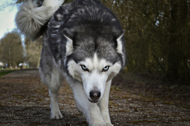 In januari is de wolf tweemaal gezien