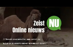 Leuk, een kameel geboren in Dierenpark Amersfoort