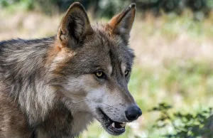 Terugkeer van de Koning van het bos Terugkeer van de Koning van het bos