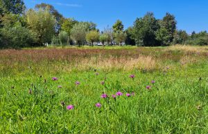 Zeist zet stevig in op biodiversiteit met nieuw actieplan Zeist zet stevig in op biodiversiteit met nieuw actieplan