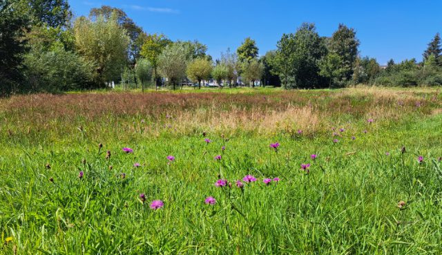 Zeist zet stevig in op biodiversiteit met nieuw actieplan